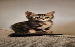 Maine Coon cats for sale: Maine Coon cross kittens for sale - Image 1