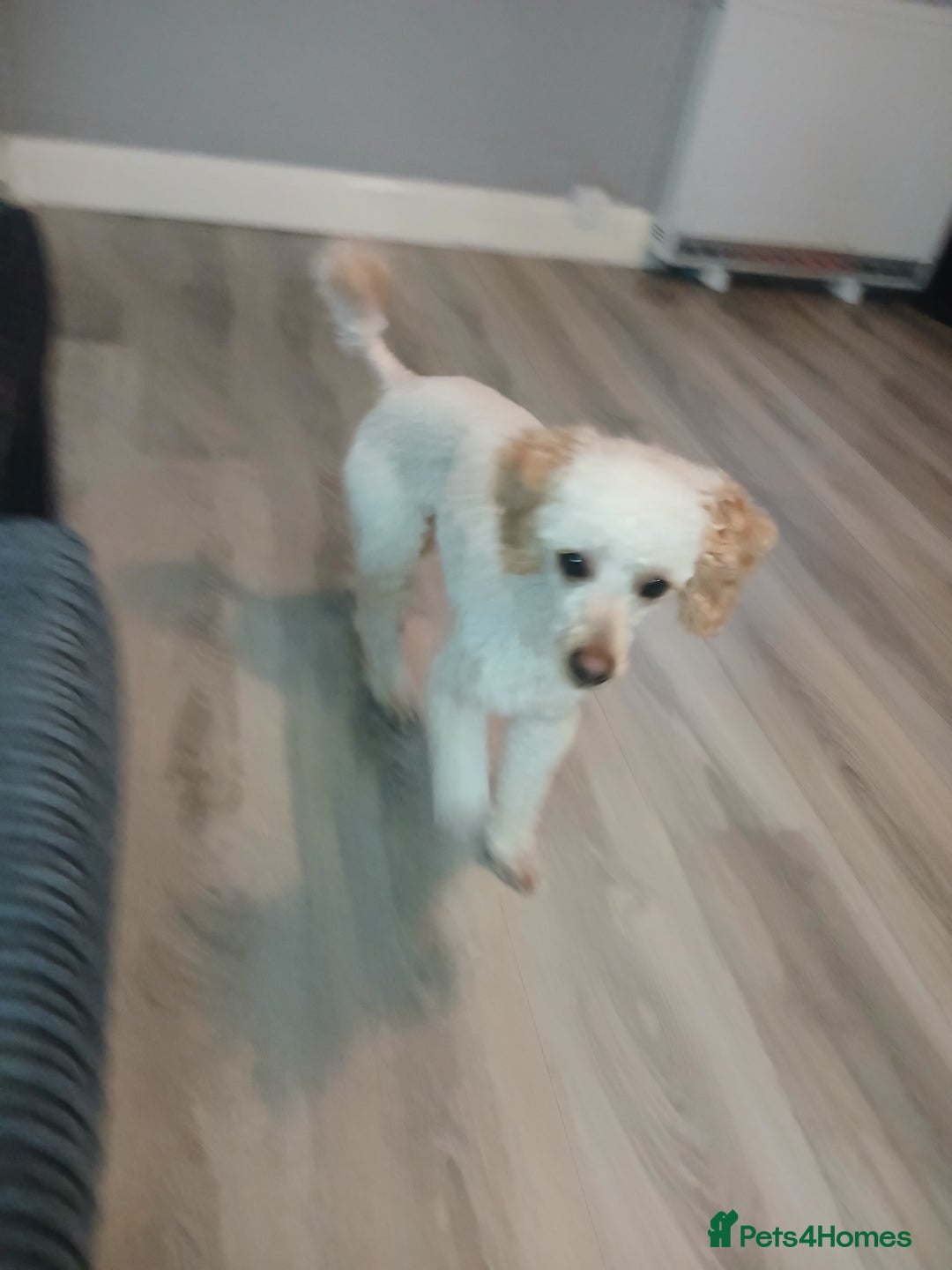 Miniature Poodle dogs for stud: Miniature poodle stud dog - Advert 8