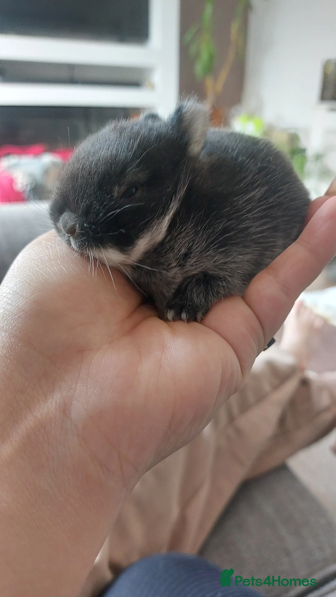 Netherland Dwarf rabbits for sale: Baby true Netherland Dwafs in Birmingham - Advert 13