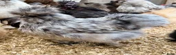 Chickens poultry for sale: Hatching Eggs🐣USA Bearded Silkies,Brahmas,Vorwerk - Advert 25