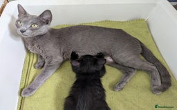 Russian Blue cats for sale: Russian blue mix - Image 5