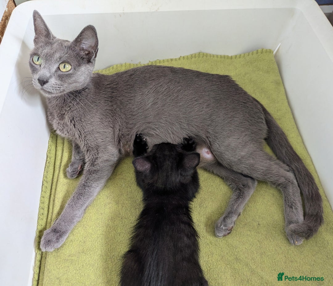 Russian Blue cats for sale: Russian blue mix - Image 5