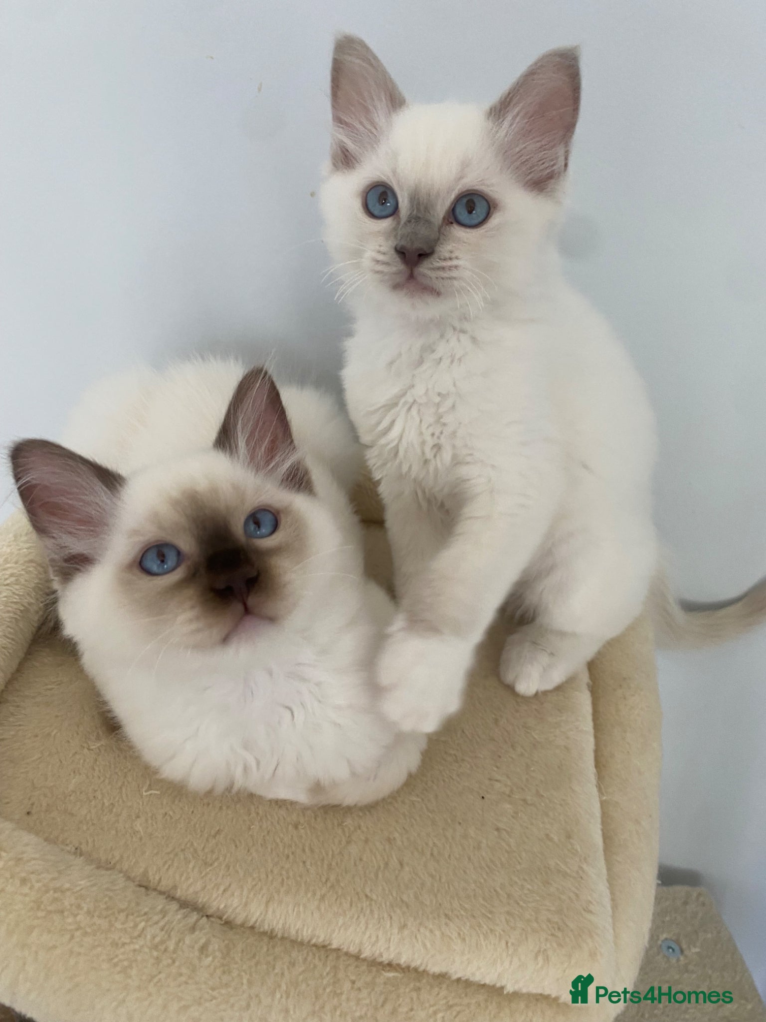 Ragdoll cats TICA REGISTERED PUREBRED RAGDOLL KITTENS AVAILABLE - Advert 1