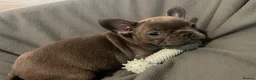 French Bulldog dogs for sale: French Bulldog puppies Ready 11th April - Advert 7