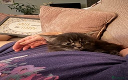 British Longhair cats for sale: Beautiful British longhair kittens - Image 10