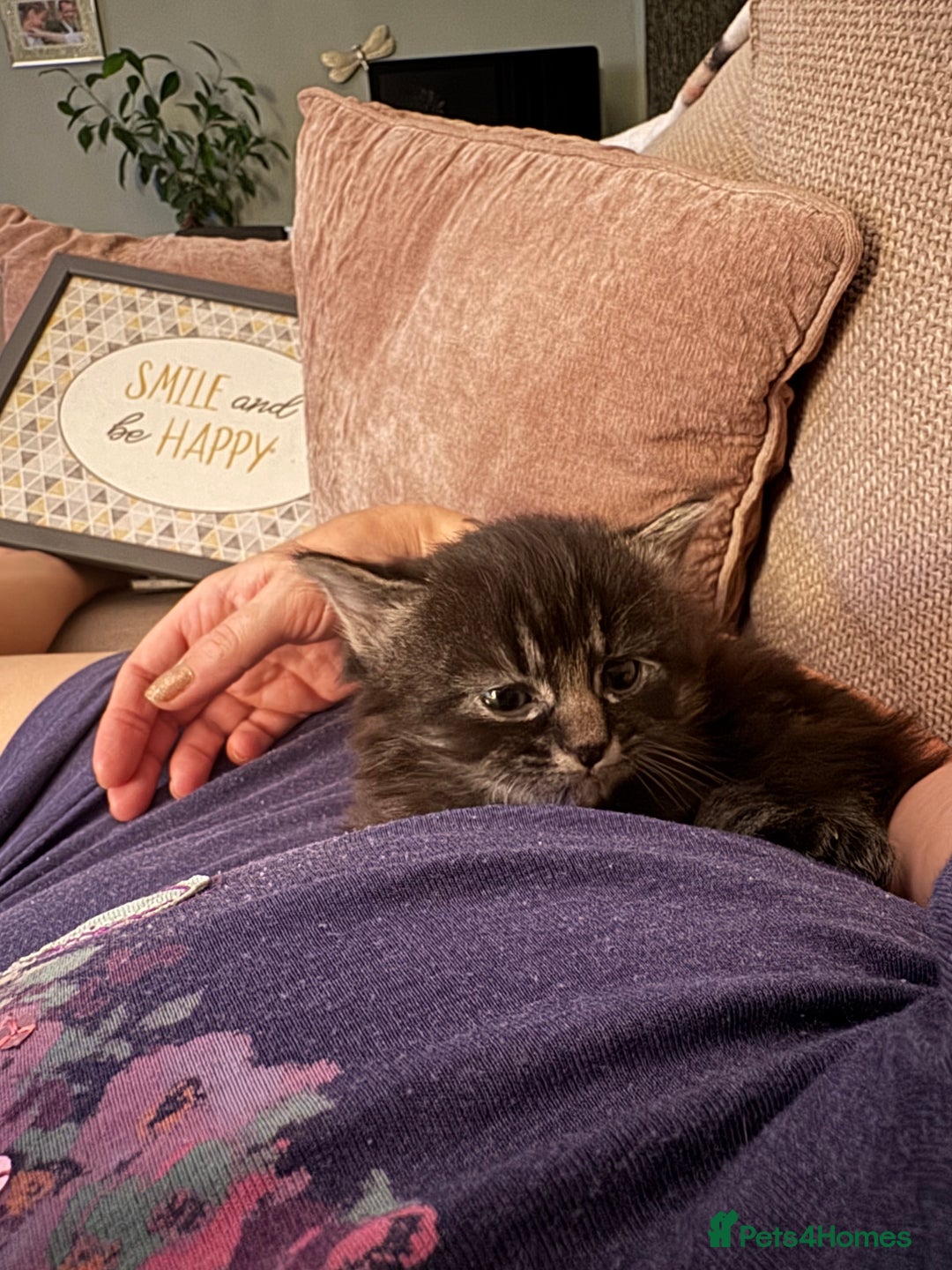 British Longhair cats for sale: Beautiful British longhair kittens - Image 10
