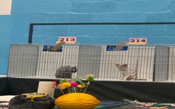 Devon Rex cats for sale: 1 girl left Devon Rex Kittens – Exceptional Type  in Stamford - Image 34