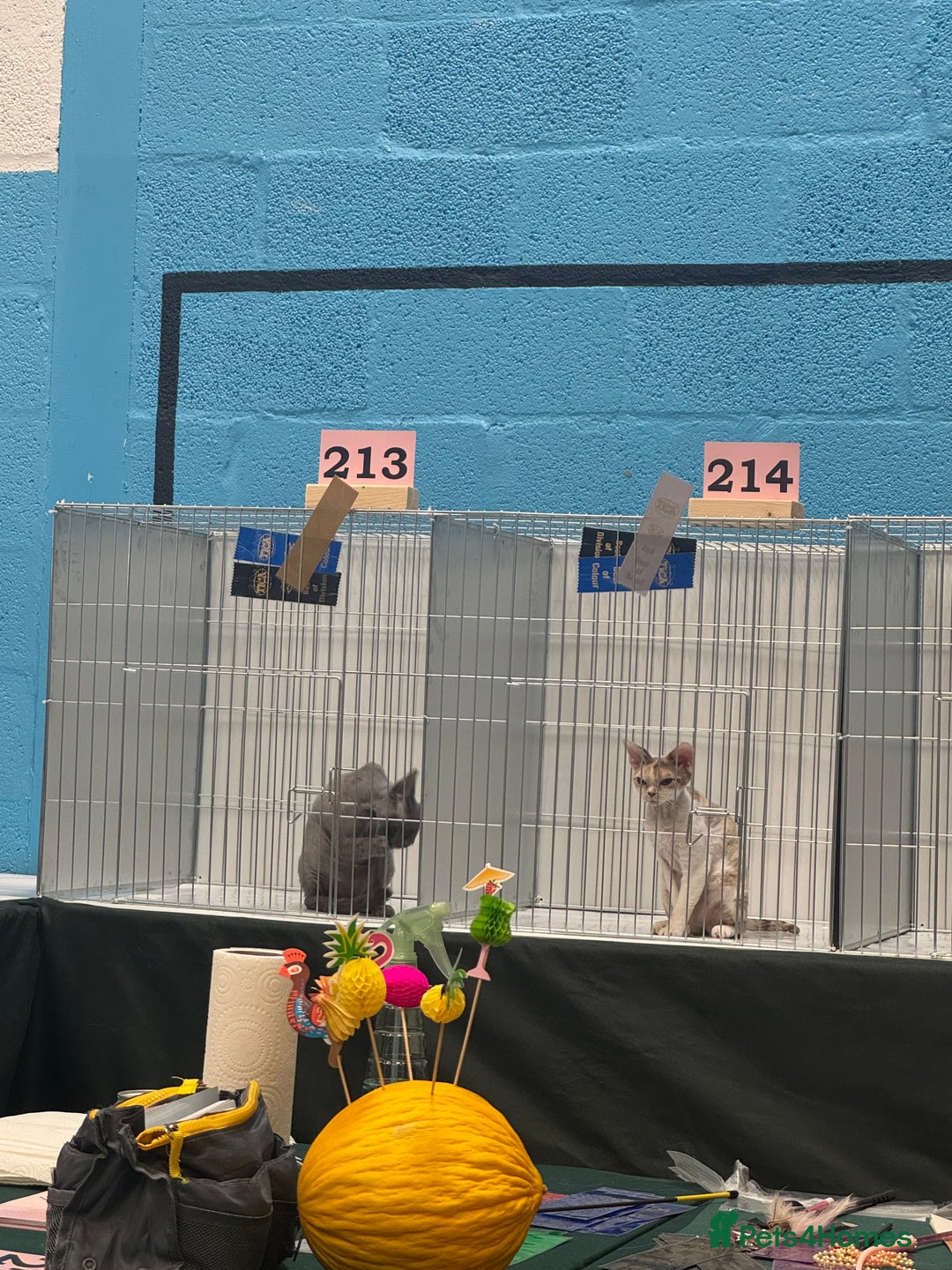 Devon Rex cats for sale: 1 girl left Devon Rex Kittens – Exceptional Type  in Stamford - Image 34