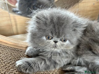 Persian cats - Advert 1