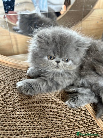 Persian cats - Advert 1