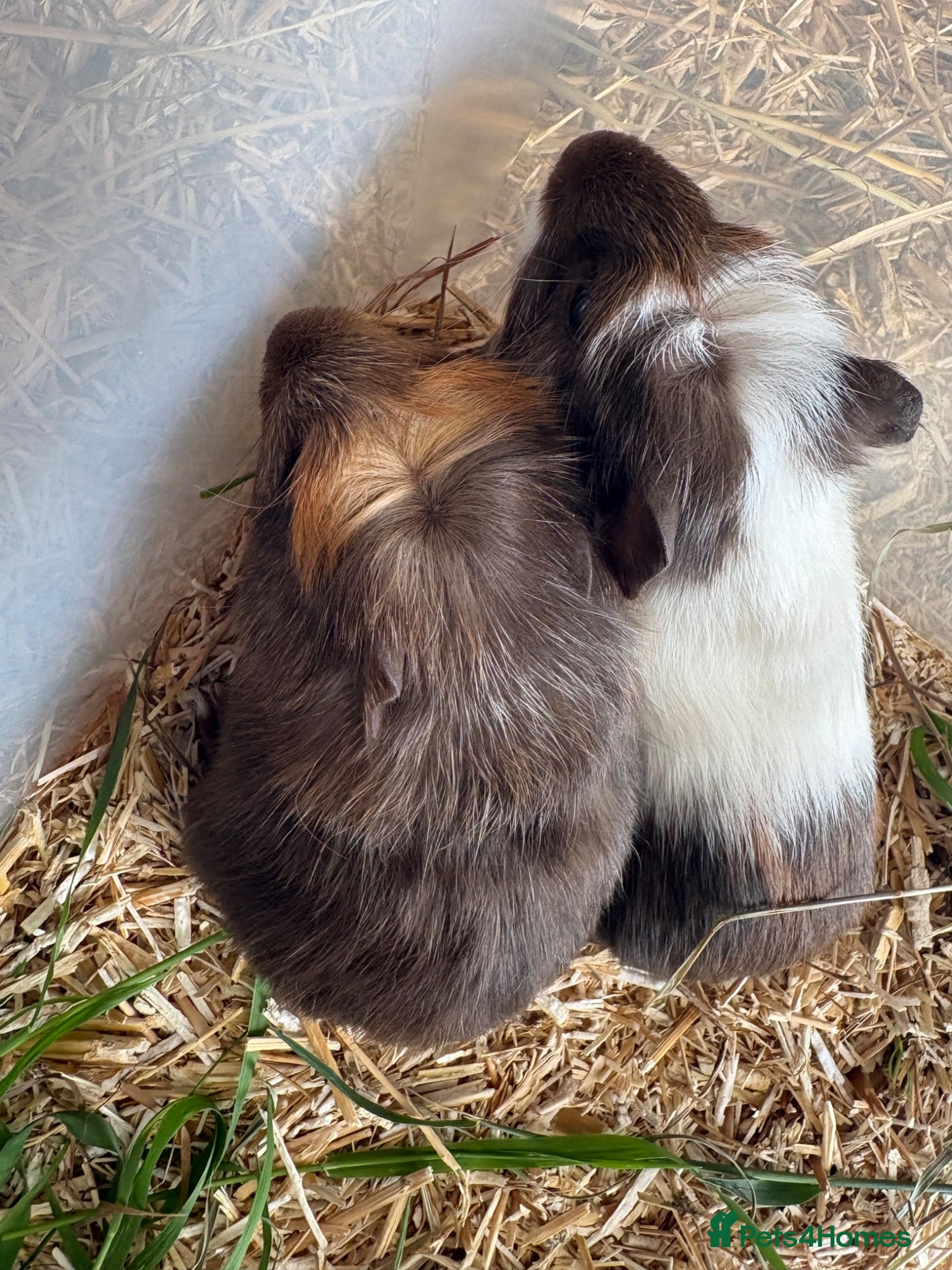 Guinea Pig rodents Young Male guinea pigs ready to leave soon  - Advert 4