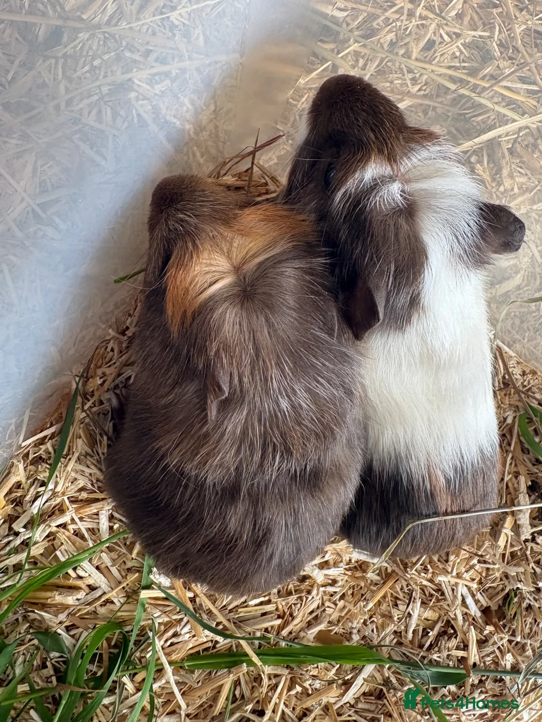 Guinea Pig rodents for sale: Young Male guinea pigs ready to leave soon  - Advert 1