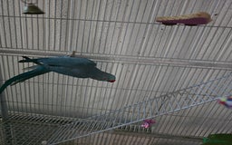 Ringnecks birds for sale: Indian ringneck for sale  - Image 3