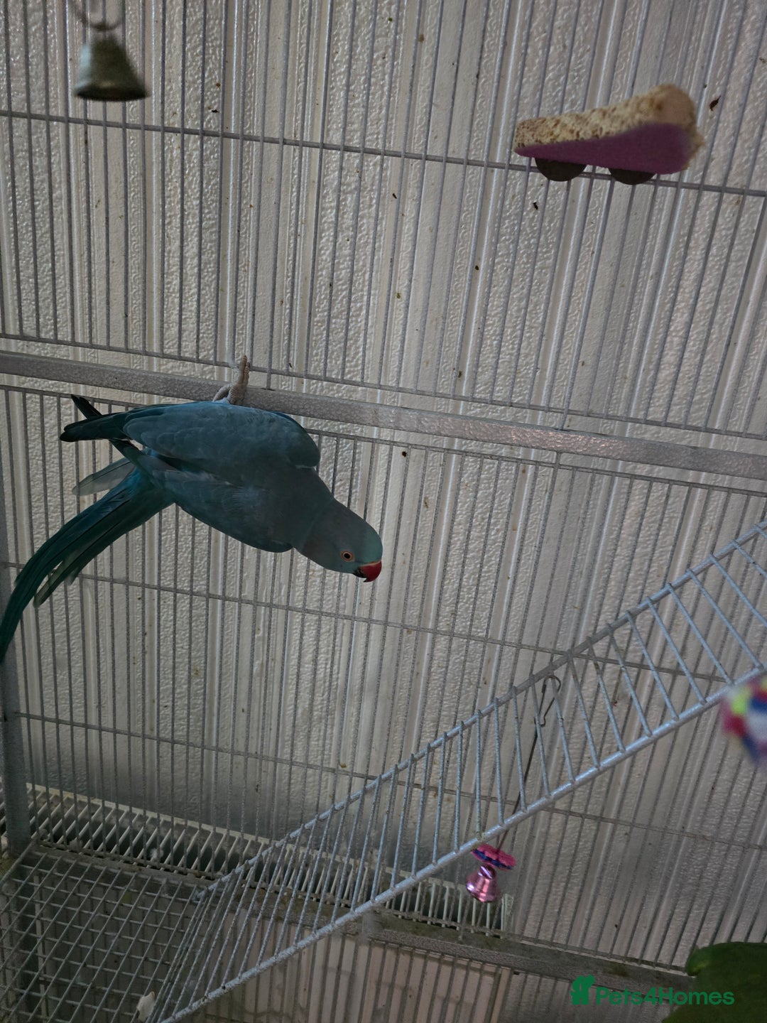 Ringnecks birds for sale: Indian ringneck for sale  - Image 3