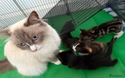 RagaMuffin cats for sale: Ragamuffin kittens  - Image 25