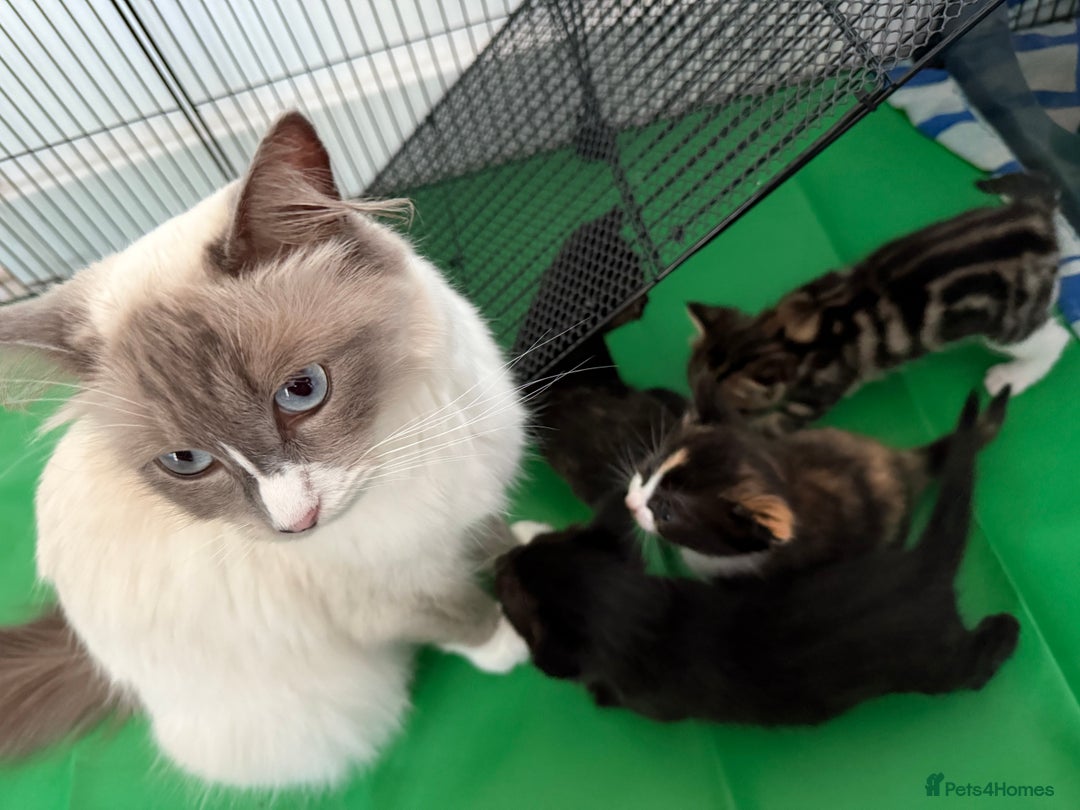 RagaMuffin cats for sale: Ragamuffin kittens  - Image 25