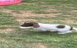 English Springer Spaniel dogs for sale: FTCH sired English Springer Spaniel Puppies - Image 14