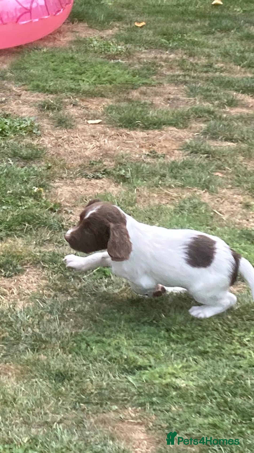 English Springer Spaniel dogs for sale: FTCH sired English Springer Spaniel Puppies - Image 14