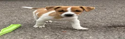 Jack Russell dogs for sale: Traditional short-legged Jack Russell puppies. - Advert 13
