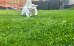 British Shorthair cats for sale: 3 beautiful kittens - Image 4