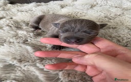 Staffordshire Bull Terrier dogs for sale: 🐾🐾Blue Staffordshire 🐾🐾 - Image 4