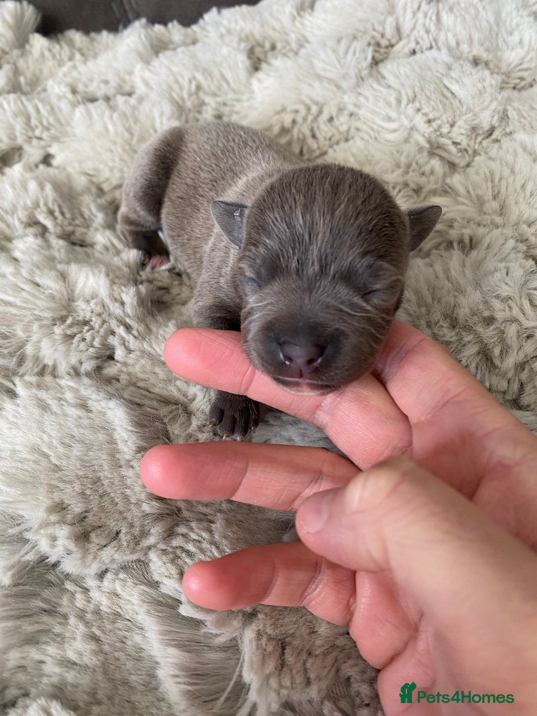 Staffordshire Bull Terrier dogs for sale: 🐾🐾Blue Staffordshire 🐾🐾 - Image 4