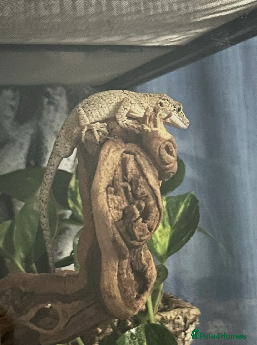 Gecko reptiles for sale: Gargoyle Gecko - Advert 2