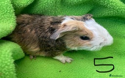 Guinea Pig rodents for sale: 6no beautiful baby guinea pigs - mixed - Image 7