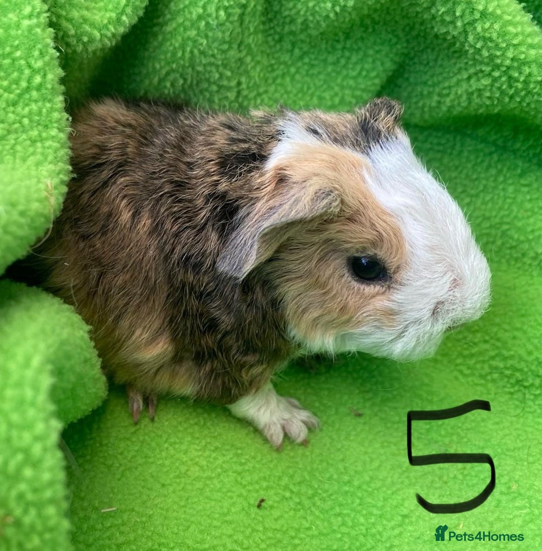 Guinea Pig rodents for sale: 6no beautiful baby guinea pigs - mixed - Image 7
