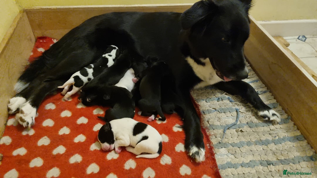 Mixed Breed dogs for sale: Mixed-Breed Puppies Ready for Their Forever Homes! - Image 8