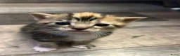 Domestic Shorthair cats for sale: 4 Beautiful Domestic Shorthair Kittens  - Advert 19