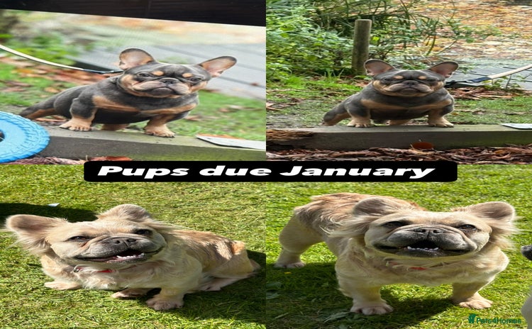 French Bulldog dogs - Advert 1