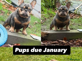 French Bulldog dogs *SOLD* fluffy frenchies due January - Advert 7
