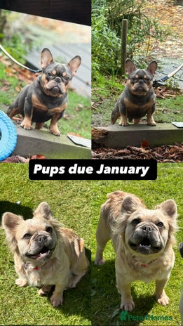 French Bulldog dogs - Advert 1