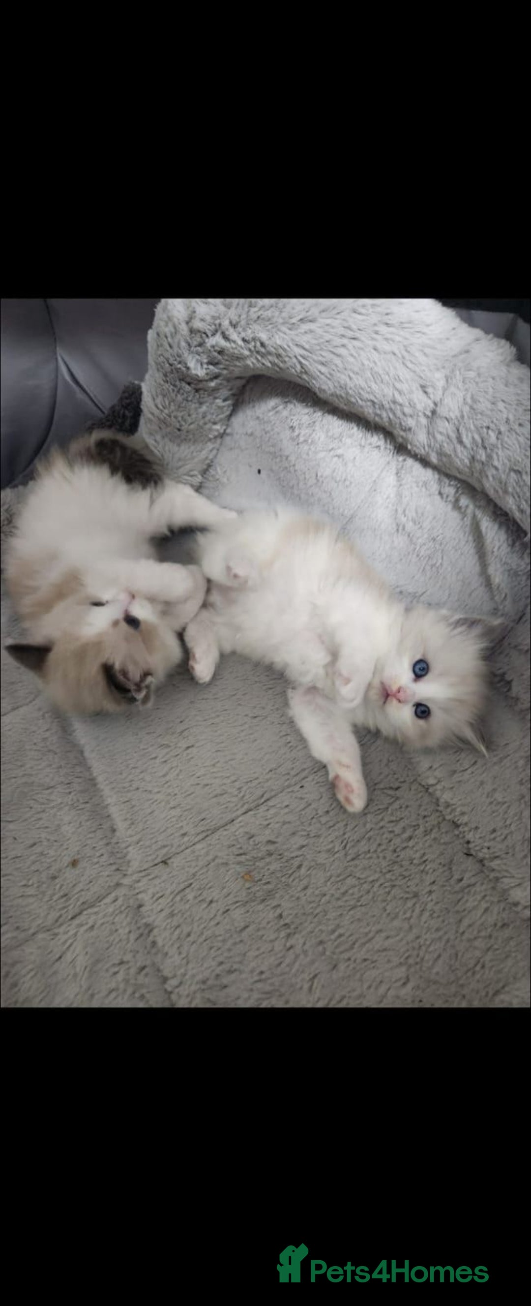 Ragdoll cats for sale: fluffie rag-dolls - Image 8