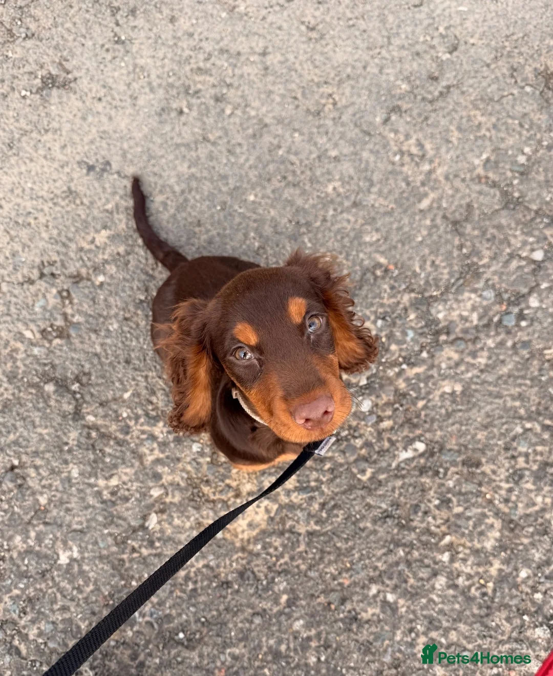 Cocker Spaniel dogs for sale: Chocolate and tan cocker spaniel 15weeks old  - Advert 2