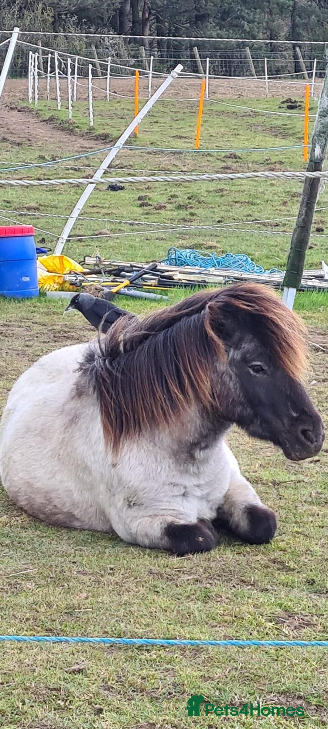 Miniature horses for sale: Pair bonded miniature horses for sale. - Advert 2