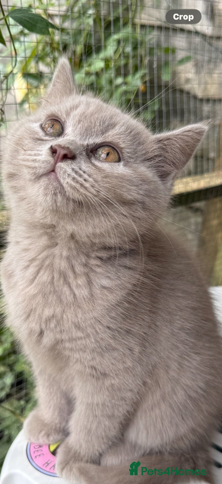 British Shorthair cats BSH Fawn & Lilac, Dark Chocolate 😻😻 - Advert 4