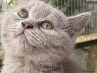 British Shorthair cats BSH Fawn & Lilac, Dark Chocolate 😻😻 - Advert 4