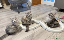 Maine Coon cats for sale: Maine coon polydactyl kittens DNA clear  - Image 22