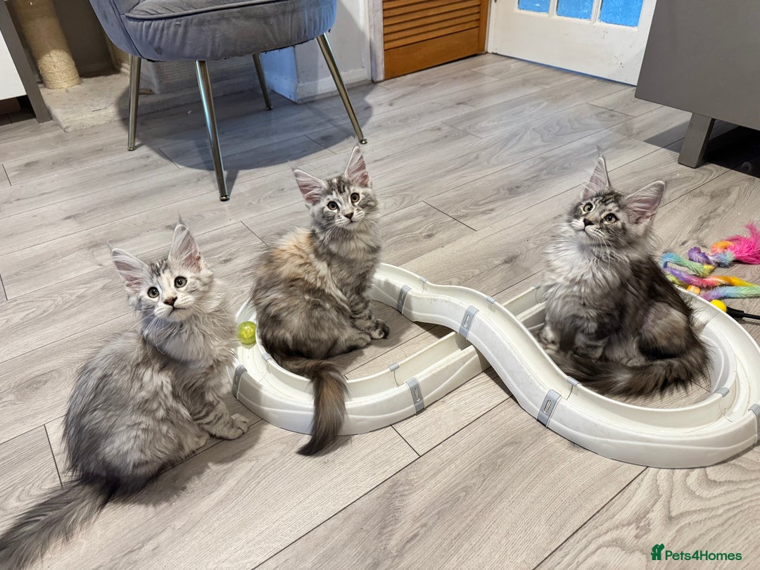 Maine Coon cats for sale: Maine coon polydactyl kittens DNA clear  - Image 22