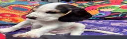 Bocker dogs for sale: Floppy ears Bockers - Advert 3