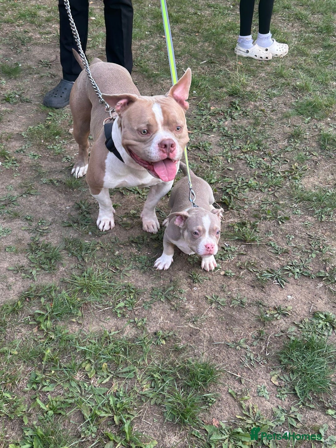 American Bully dogs for sale: Pocket Bully puppy’s  - Image 15