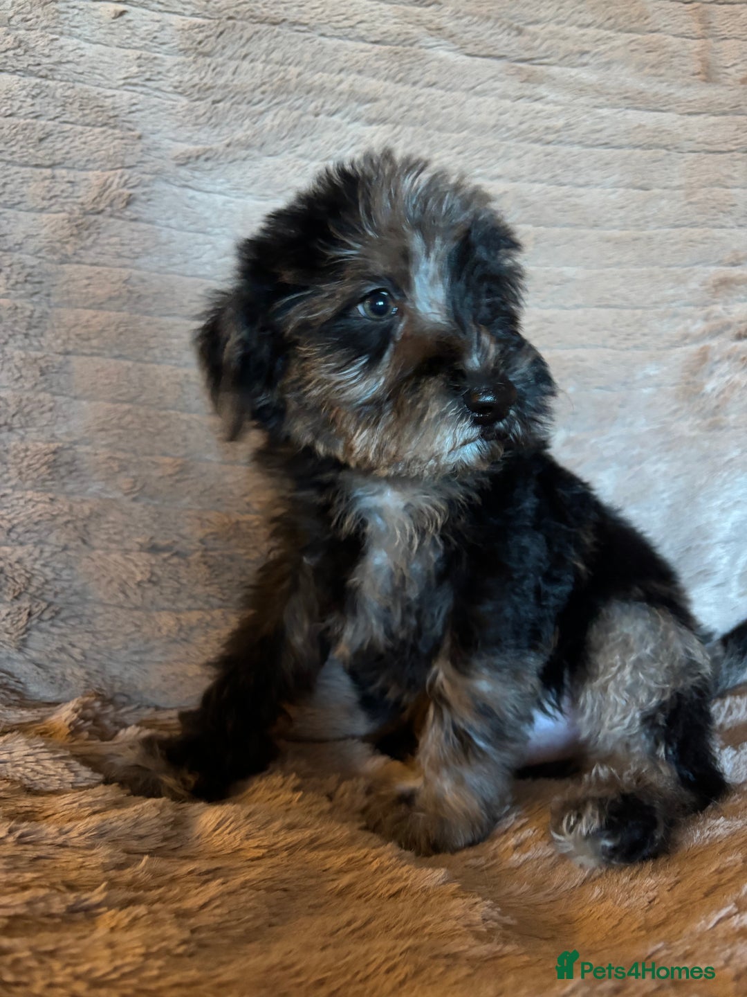 Schnoodle dogs for sale: Truly gorgeous F1 Schnoodle Puppies  - Advert 17