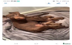 Patterdale Terrier dogs for sale: Patterdale terriers - Image 9