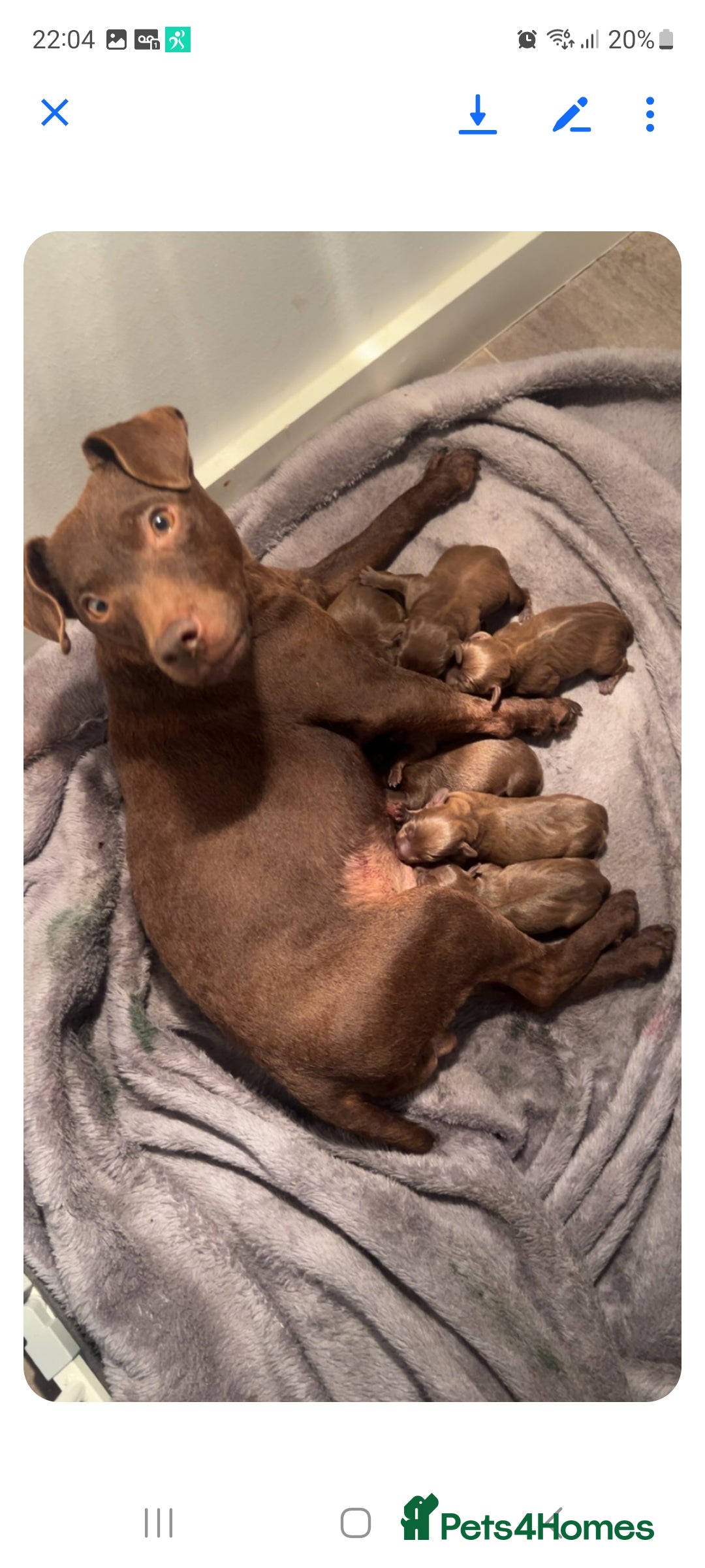 Patterdale Terrier dogs for sale: Patterdale terriers - Image 9