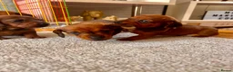 Miniature Dachshund dogs for sale: Miniature dachshund puppies  in Treharris - Advert 10