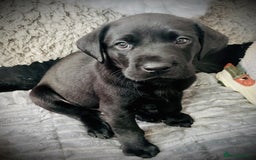 Labrador Retriever dogs for sale: 8 super Labrador pups 4 girls 4 boys**NEW PHOTOS** - Image 10