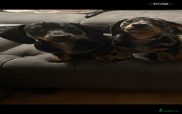 Miniature Dachshund dogs for sale: Miniature dachshunds for sale - ready to go now  - Image 6