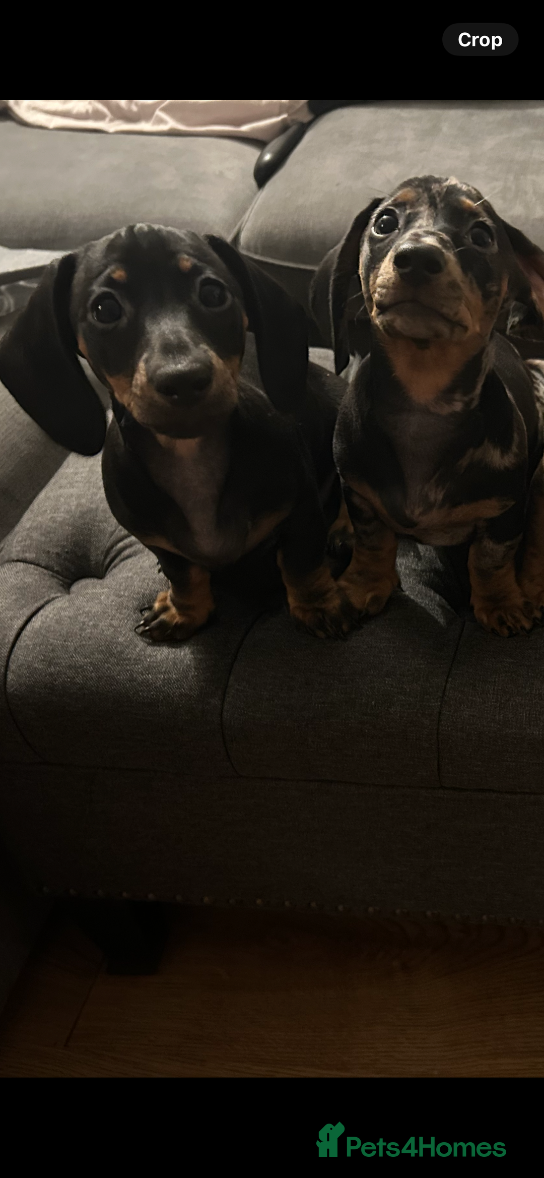 Miniature Dachshund dogs for sale: Miniature dachshunds for sale - ready to go now  - Image 6